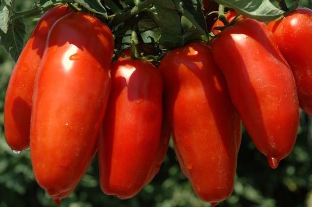 San Marzano day San Marzano day