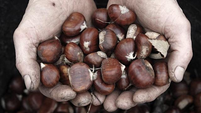 Divin castagne Divin castagne