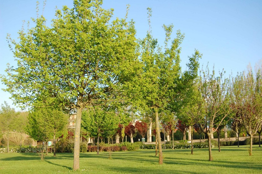 Firenze: ragazza diciassettenne trovata ferita in parco Firenze: ragazza diciassettenne trovata ferita in parco
