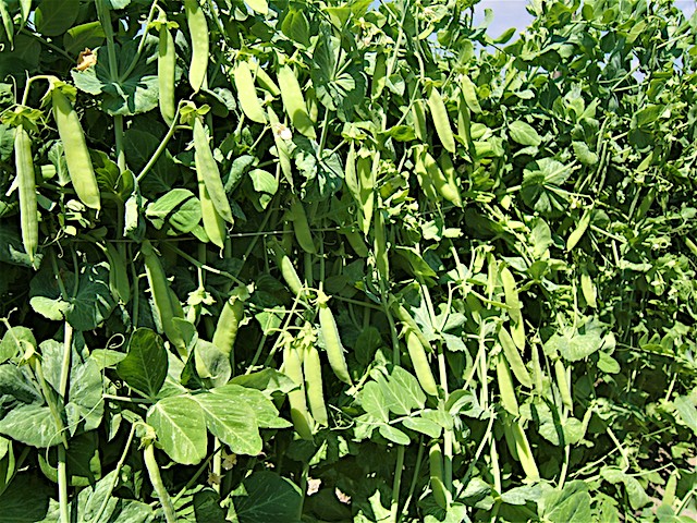 Pisello Pisello Centogiorni presidio slow food