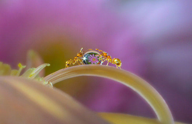 Miki Asai Miki Asai