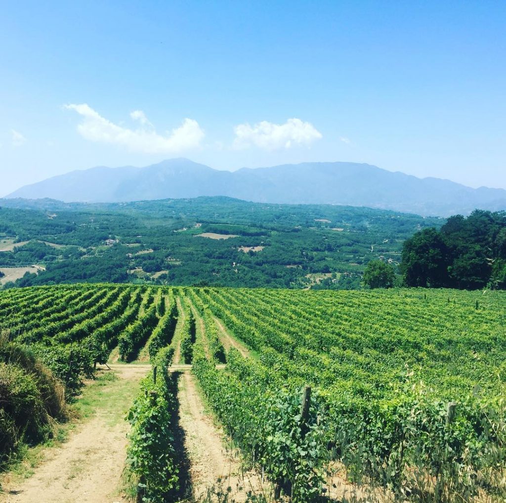 Cantine di Marzo, tradizione vitivinicola che risale al Seicento-2