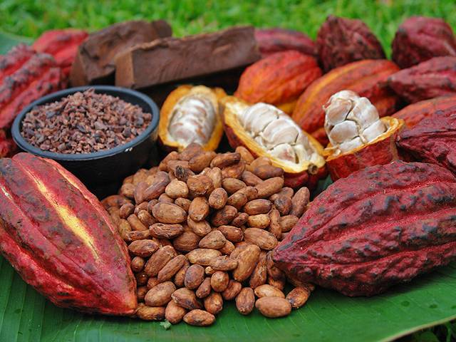 il cioccolato fa bene il cioccolato fa bene