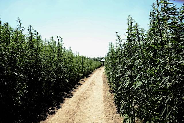 Canapa day - il sentiero di cannabis Canapa Day - il sentiero di cannabis