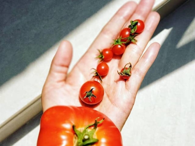Il Pomodoro re degli ortaggi, apprezzato in tutto il mondo-1