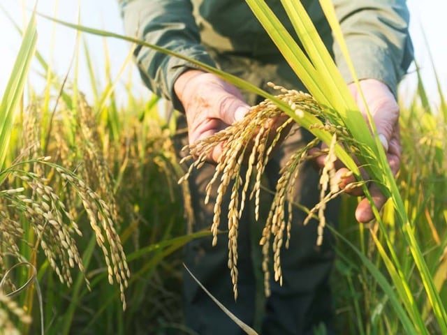 Caseifici Agricoli, un interessante progetto- Incontro con Fabio Zicarelli-1