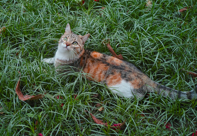 Un mondo di gatti, racconti domestici di Yvonne Carbonaro - ©2018 ph. by iPhotox